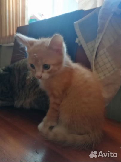 Котята сибирской кошки