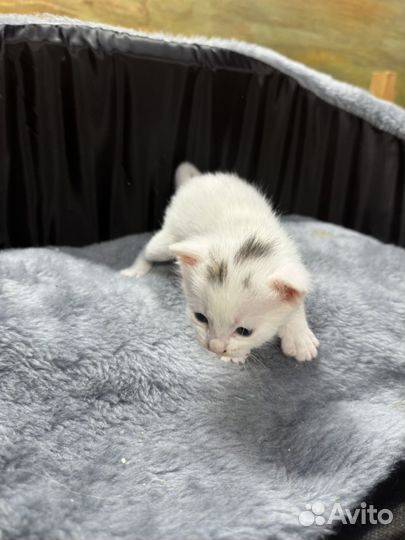 Белые котята