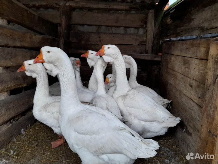 Холмогорские гуси