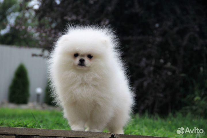 Белая мини мишка.девочка померанского шпица