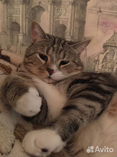 Британский кот