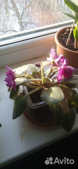 Цветущие фиалки