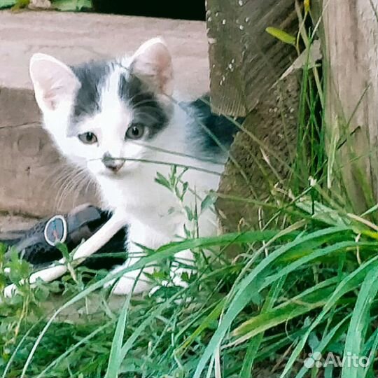 Котята в добрые руки 1 месяц