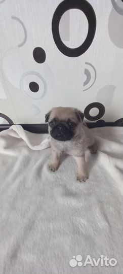Щенки мопса мальчик