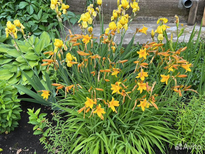 Многолетки