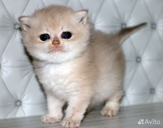 Девочка голубое золото Клеопатра Apple Wood