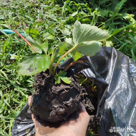 Саженцы клубники более 60 ти сортов