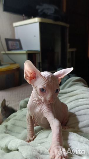 Канадский сфинкс котята