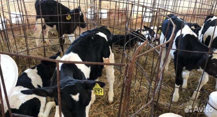 Телята бычки