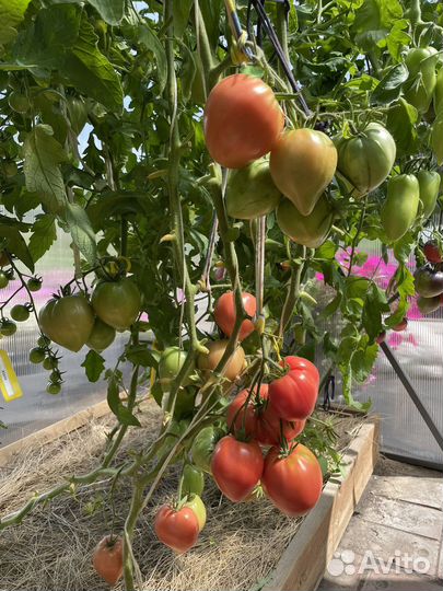 Японка и другие семена томатов и перца