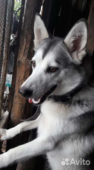 Семья Хаски