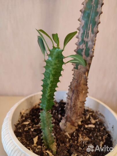 Молочай Эуфорбия трехгранный 120 см