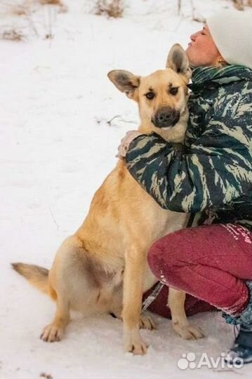 Молодой песик Дар