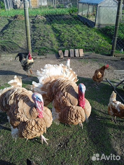 Индюки на племя