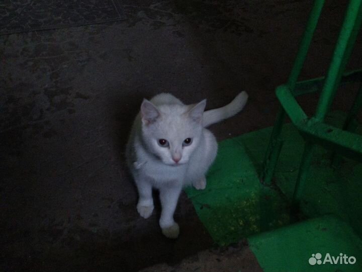 Кошка
