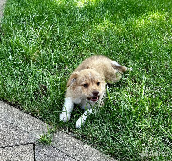 Собака в добрые руки, щенок