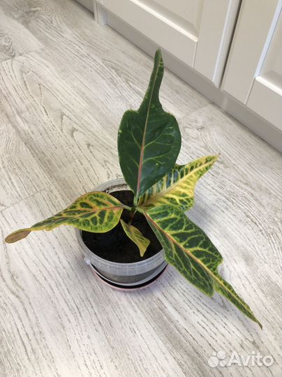 Кодиеум кротон