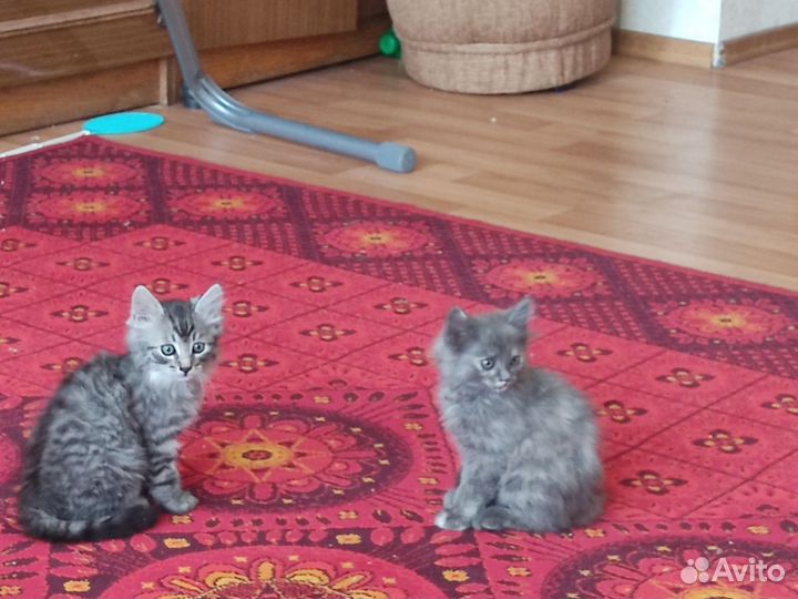 Кошка в дар