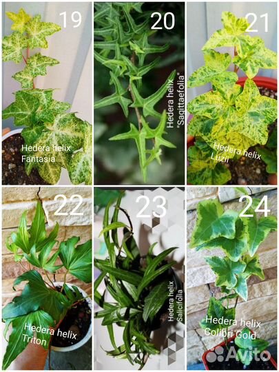 Плющи (Хедеры)