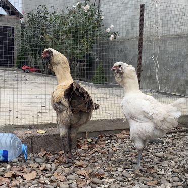 Инкубационное яйцо