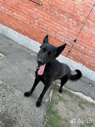 Собаки бесплатно в добрые руки