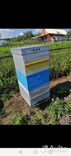 Пчелы пчелосемьи