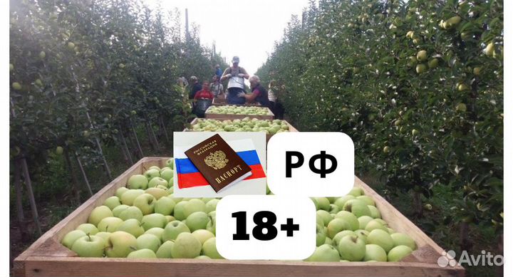 Разнорабочие на сбор яблок (вахта)