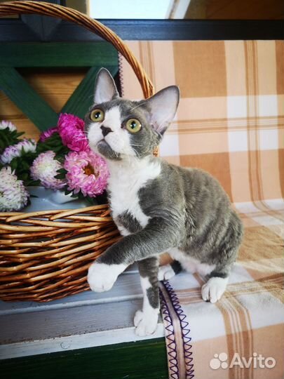 Котята девон-рекс