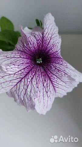 Петуния ампельная