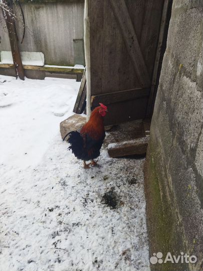 Молодые петухи