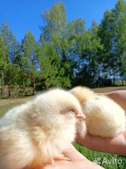 Цыплята несушки 