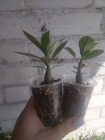 Адениум из семян