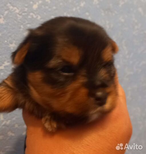 Йоркширский терьер мини