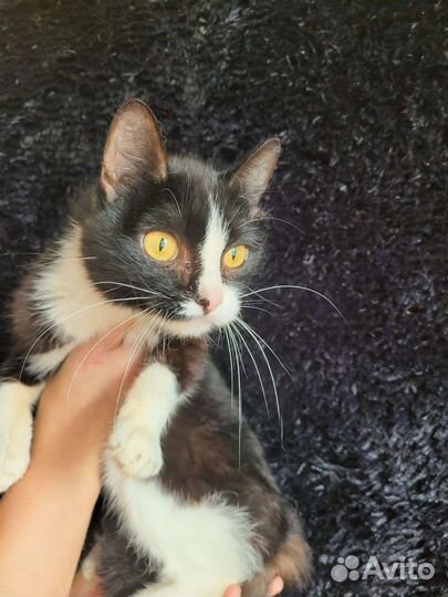 Кот