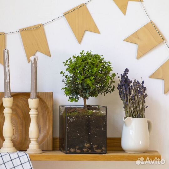 Мирсина африканская, стеклянное кашпо