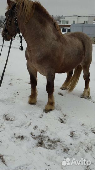 Лошади тяжеловозы