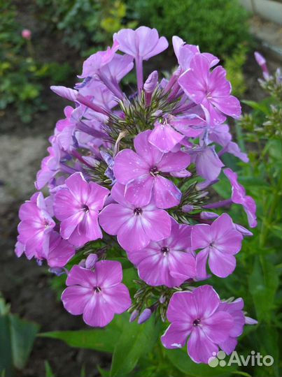 Флоксы многолетние