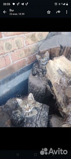 Котята
