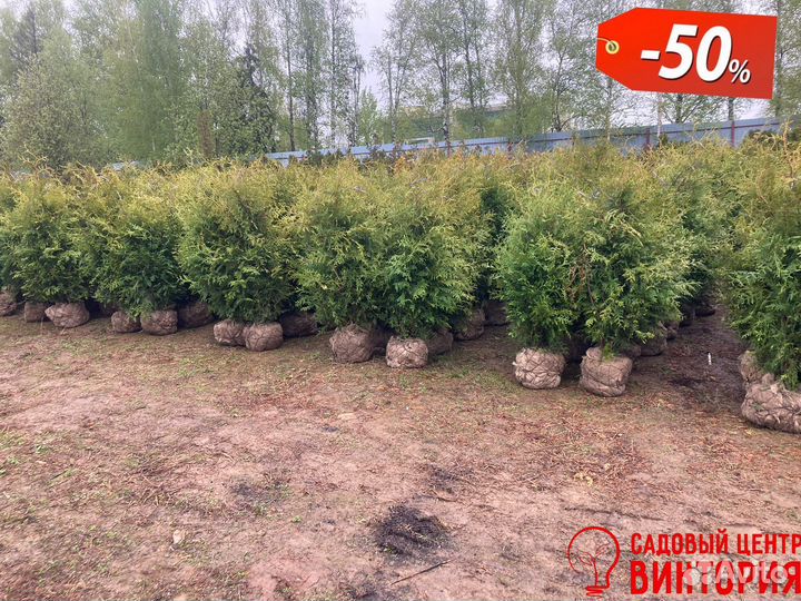 Туя из питомника