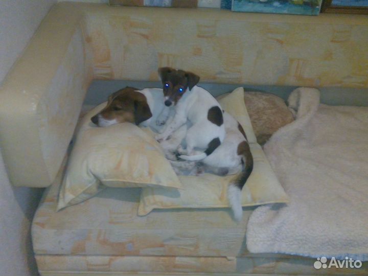 Вязка Джек Рассел терьер