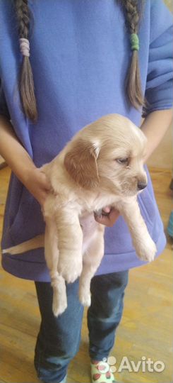 Щенки кокер спаниеля