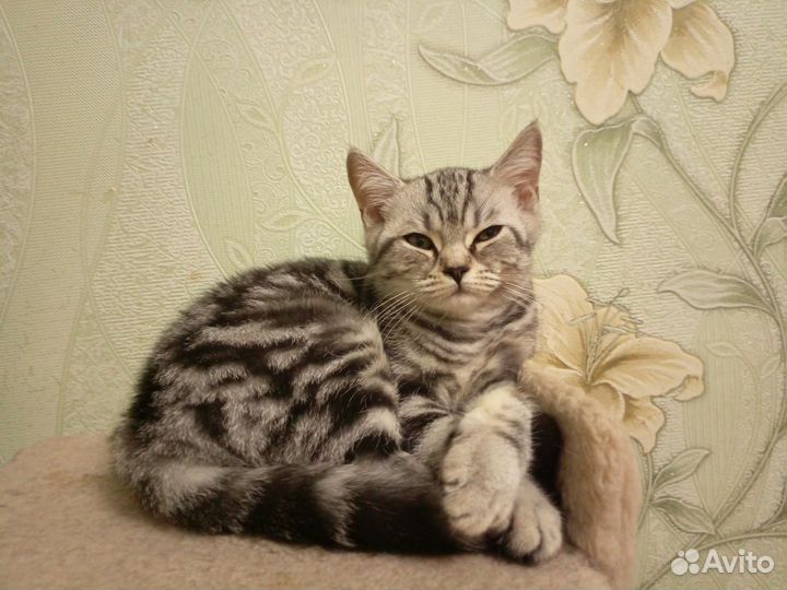 Шотланский котенок