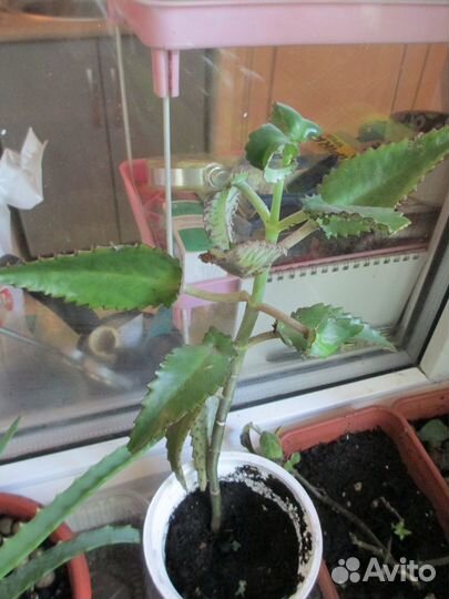 Распродаю домашние растения