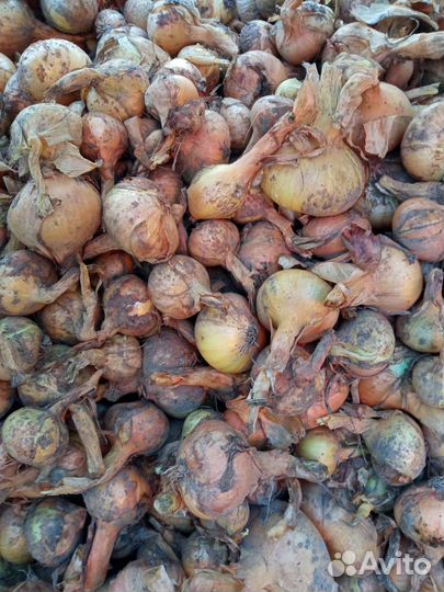 Лук репчатый оптом