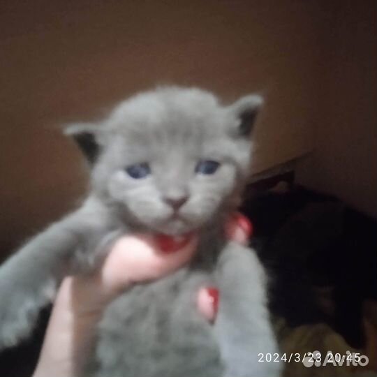 Отдам в добрые руки