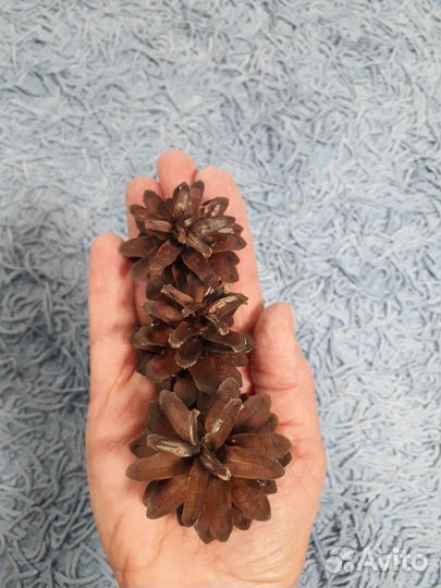Шишки сосновые отборные 150 штук в коробке