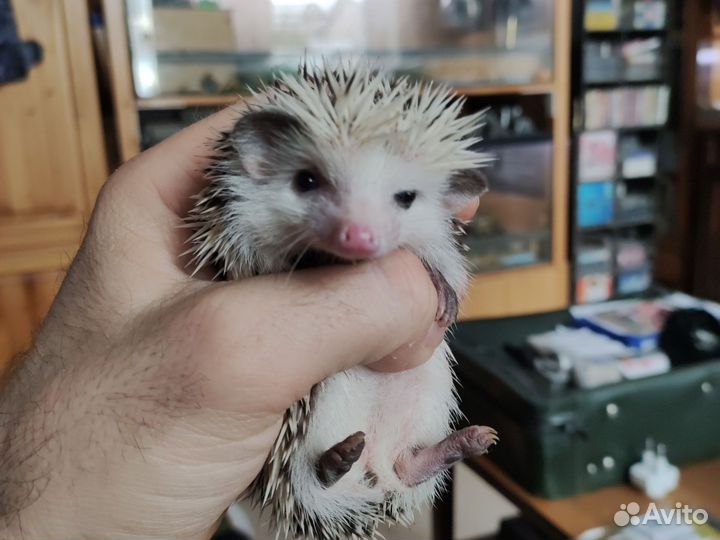 Ёжик африканский карликовый