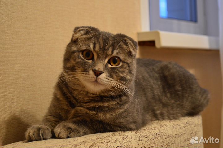 Вязка шотландский кот