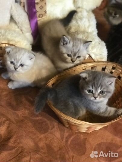 Шотландские котята