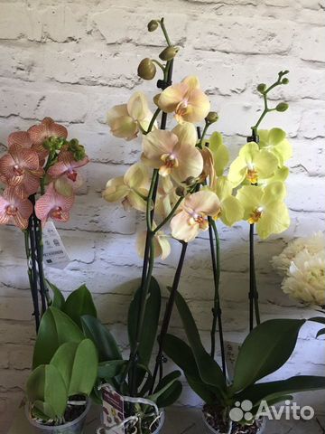 Орхидея фаленопсис сортовая Амадеус, Равелло, Афри